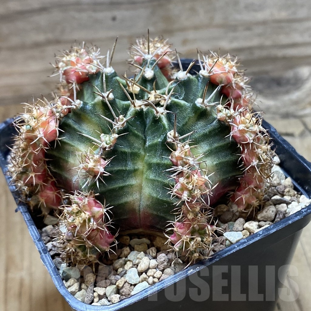 SH22172 Gymnocalycium mihanovichii ‘Bubble Gum’ - Imagen 2