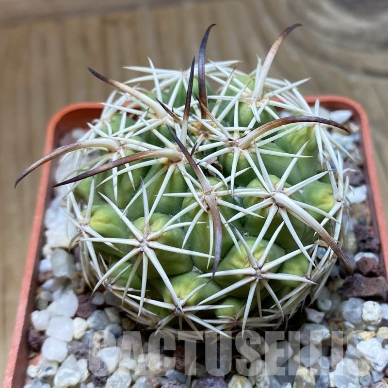 SH22173 Coryphantha cornifera