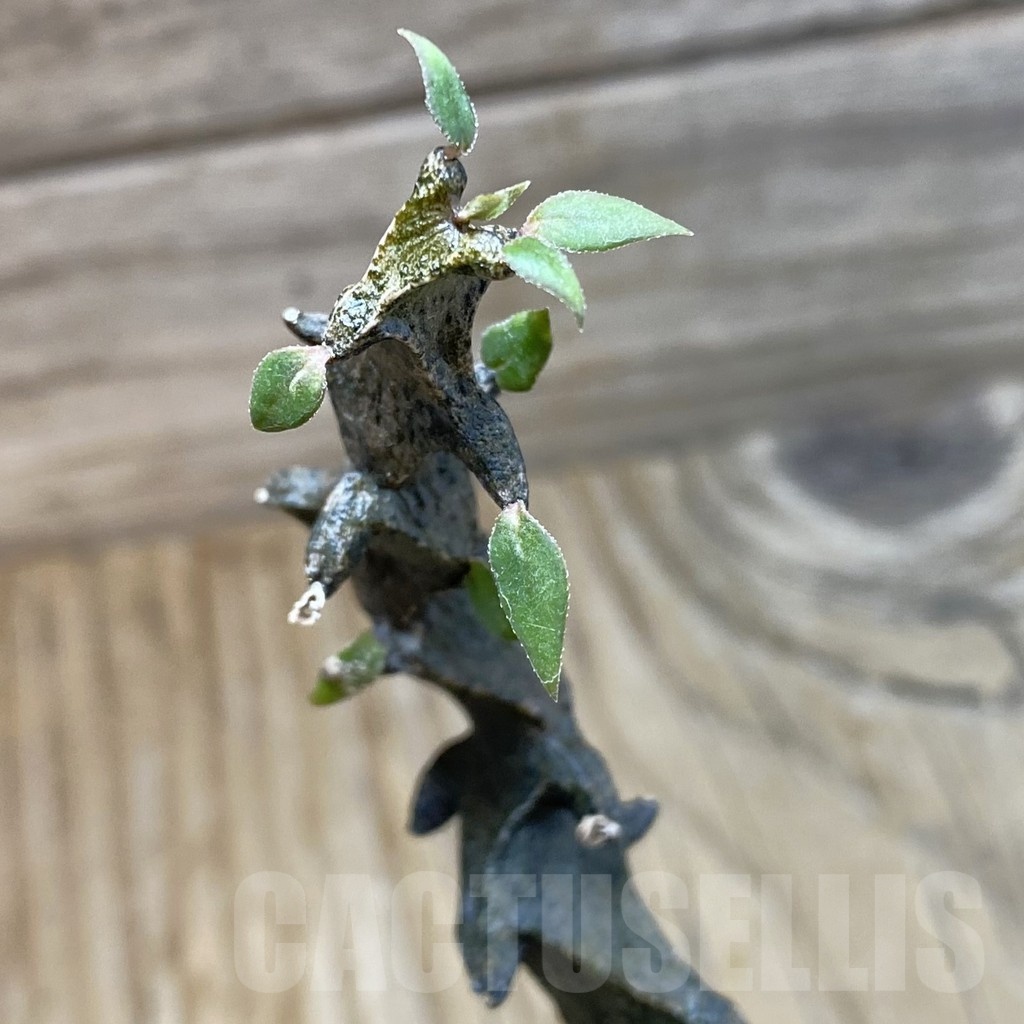 SH22175 Ceropegia bosseri