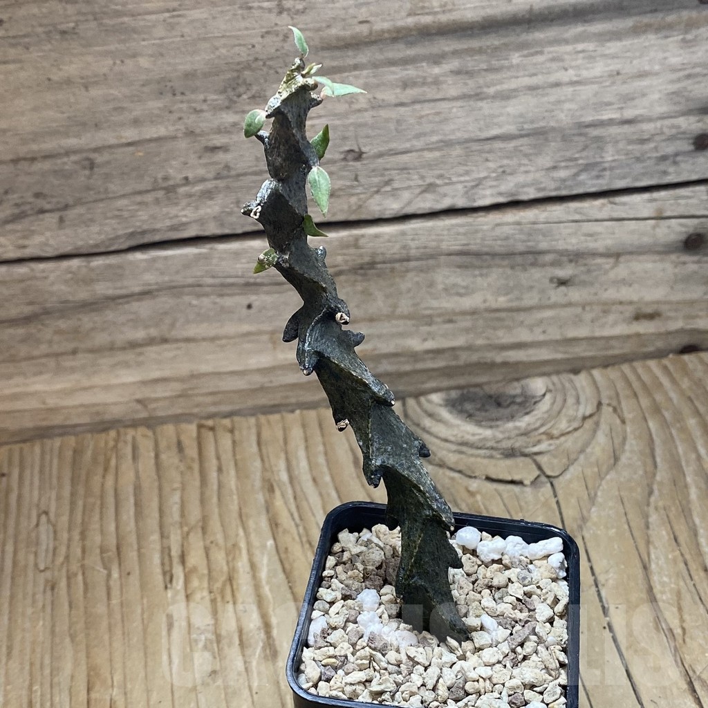 SH22175 Ceropegia bosseri - Obrázek 2