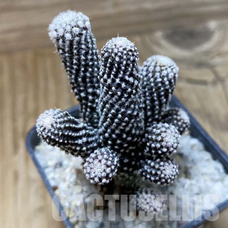 SH22177 Copiapoa tenuissima f. monstrosa