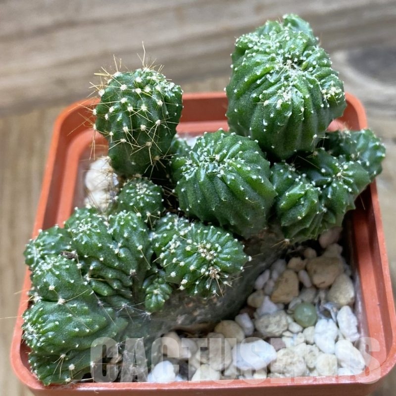 SH22178 Cereus peruvianus 'Coral'