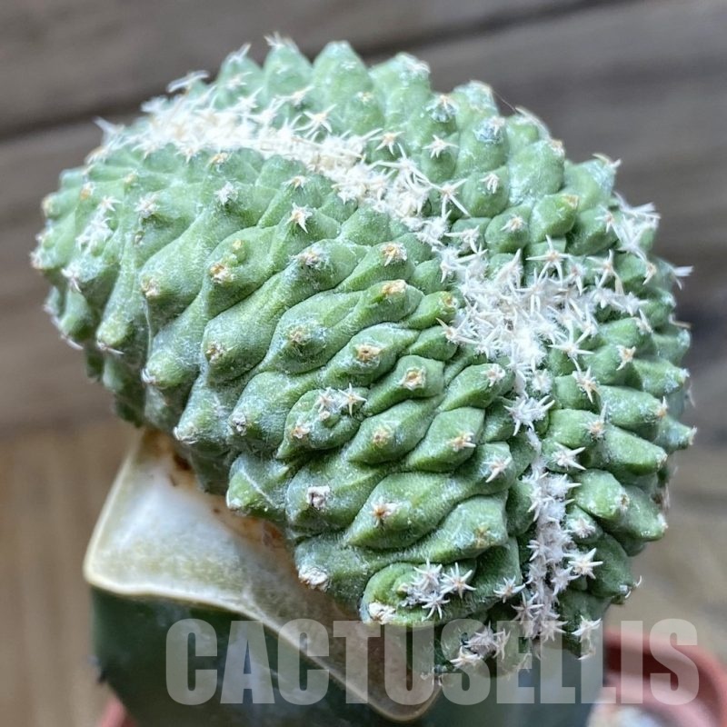 SH22180 Strombocactus disciformis f. cristata, grafted