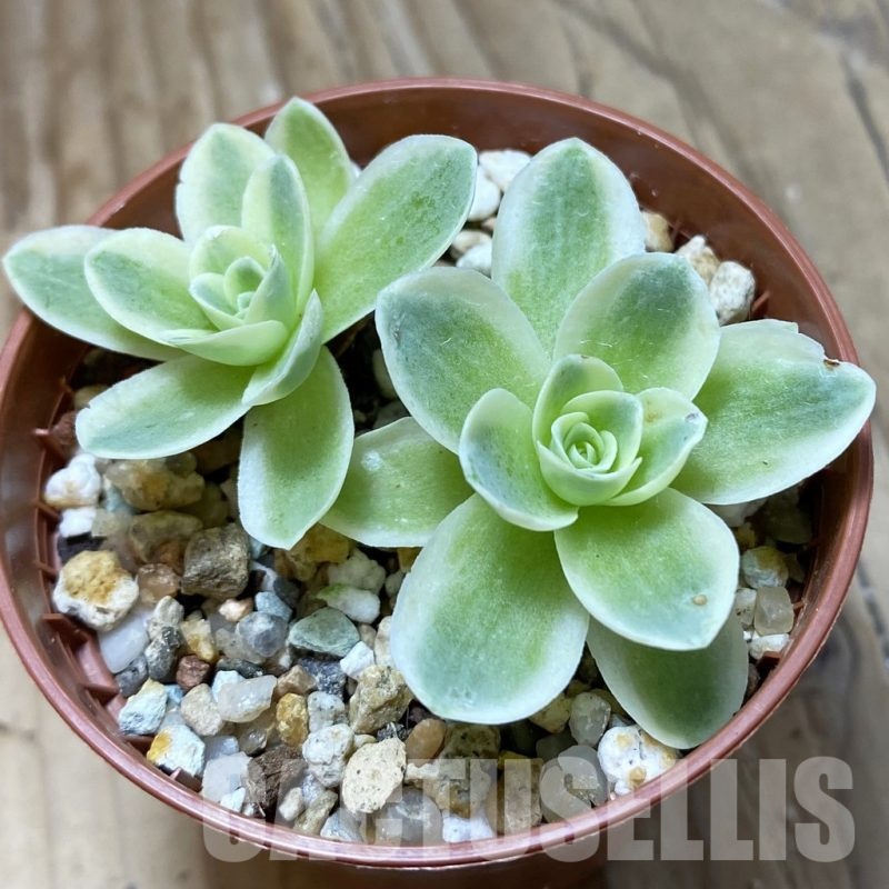 SH22181 Greenovia diplocycla f. variegata