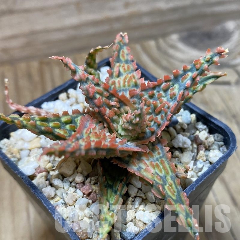 SH22184 Aloe TCT hybrid