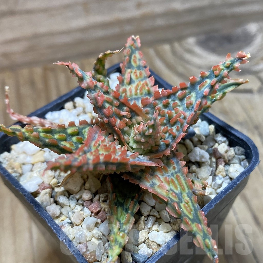 SH22184 Aloe TCT hybrid