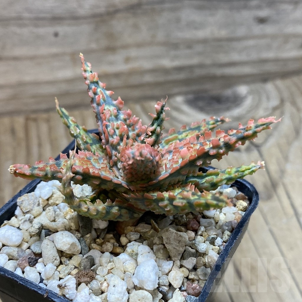 SH22184 Aloe TCT hybrid - immagine 2