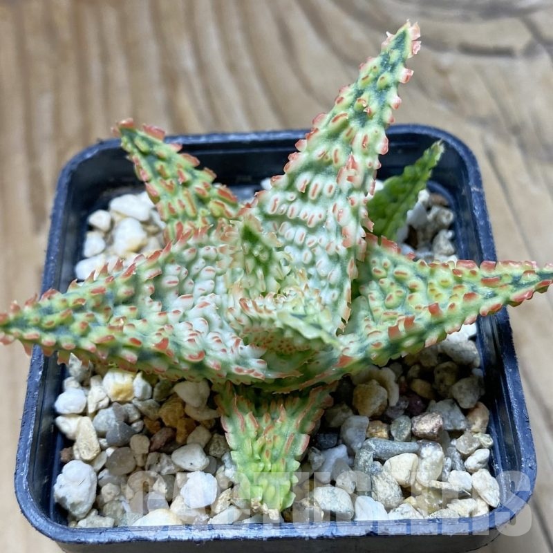 SH22185 Aloe TCT hybrid