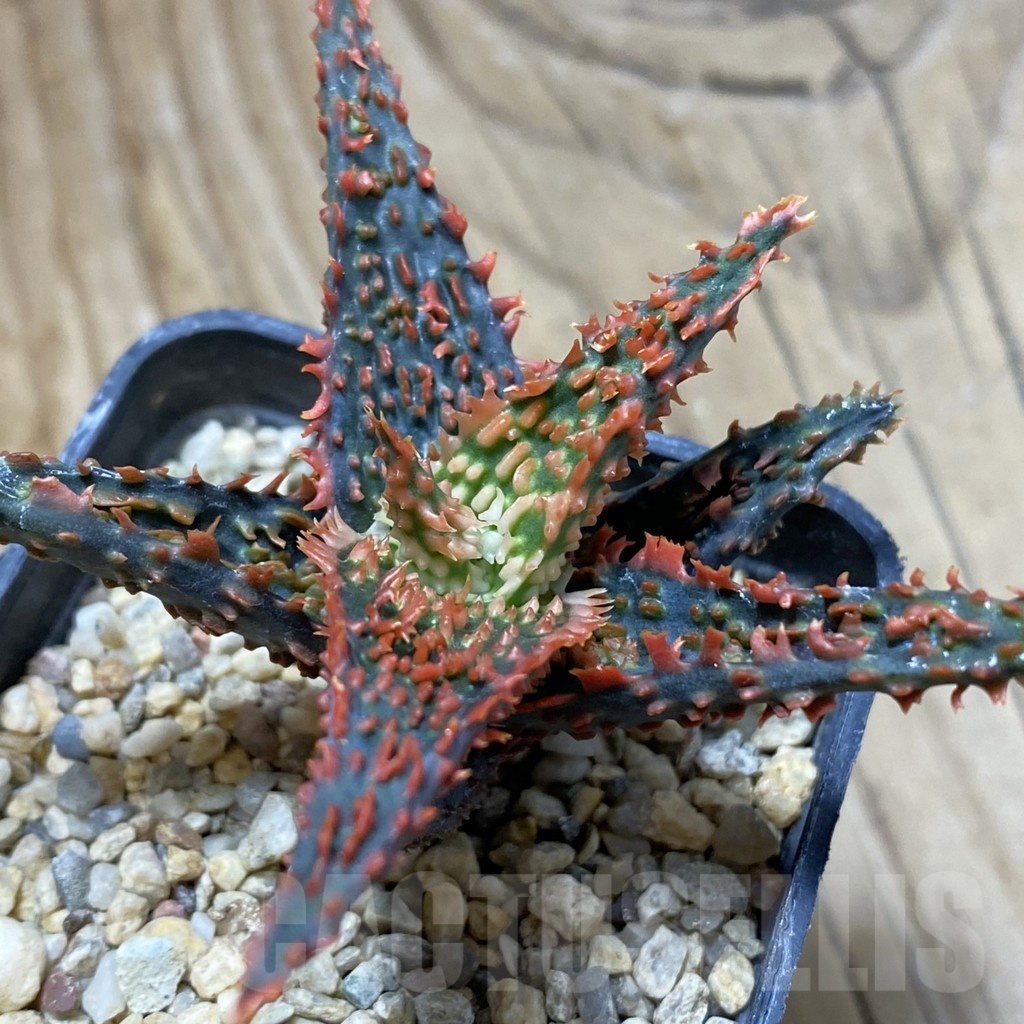 SH22186 Aloe TCT hybrid