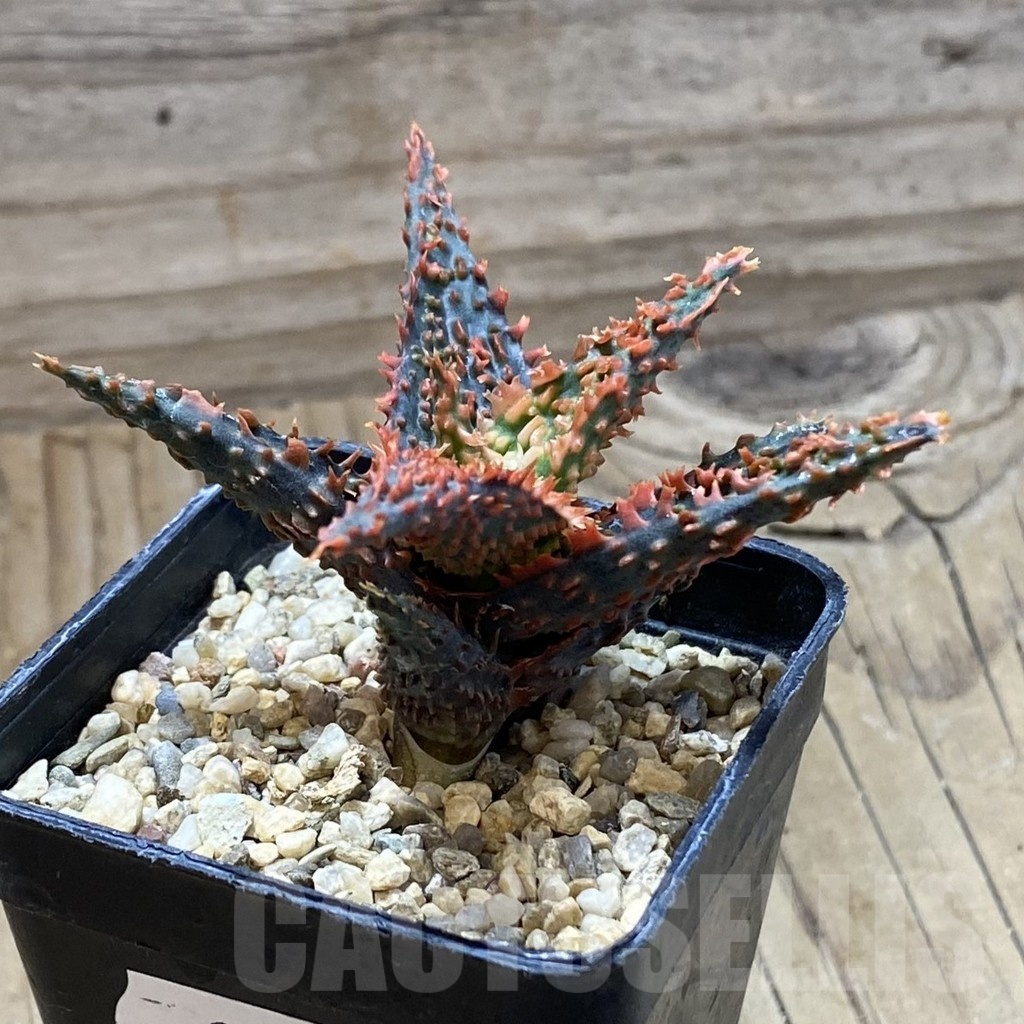 SH22186 Aloe TCT hybrid - Image 2