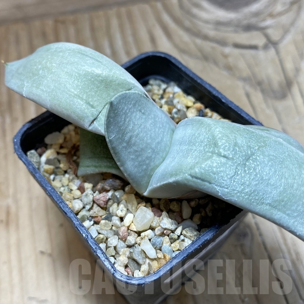 SH22187 Gasteria 'Hakugei', ex Japan