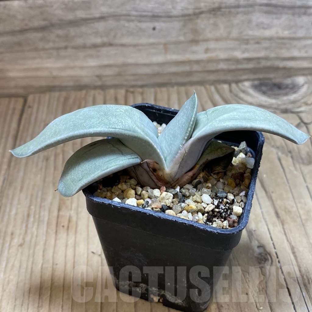 SH22187 Gasteria 'Hakugei', ex Japan - Image 2