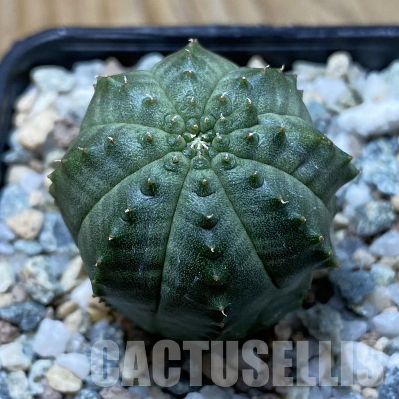 SH22188 Euphorbia obesa hybrid