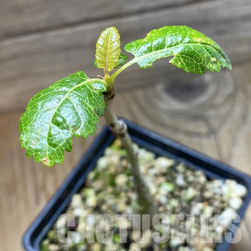 SH22190 Boswellia popoviana -Red flower-