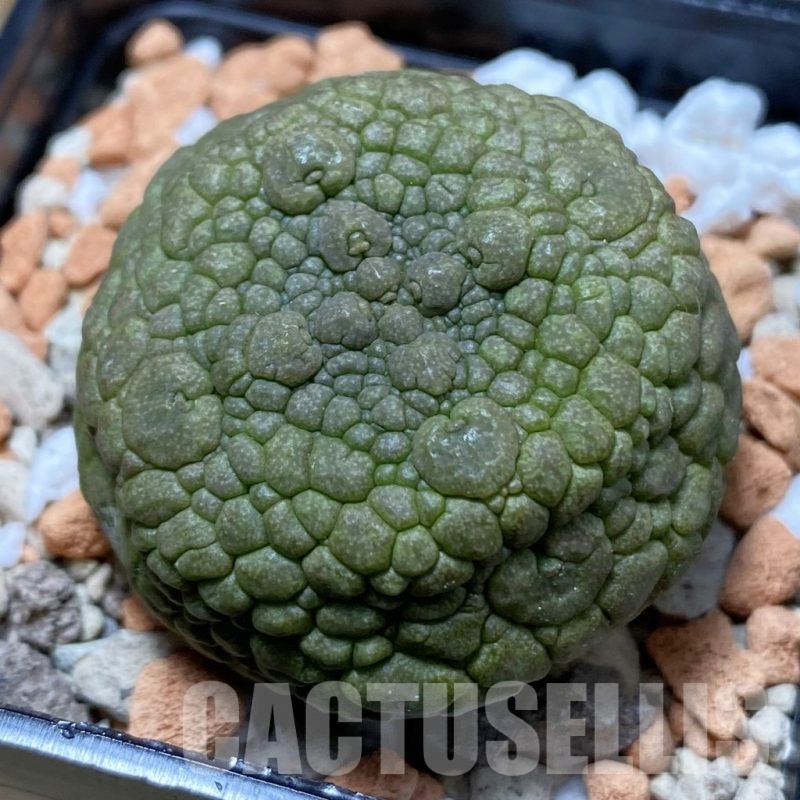 SH22167 Pseudolithos migiurtinus