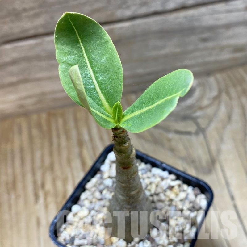 SH22191 Adenium arabicum 'Black Body'