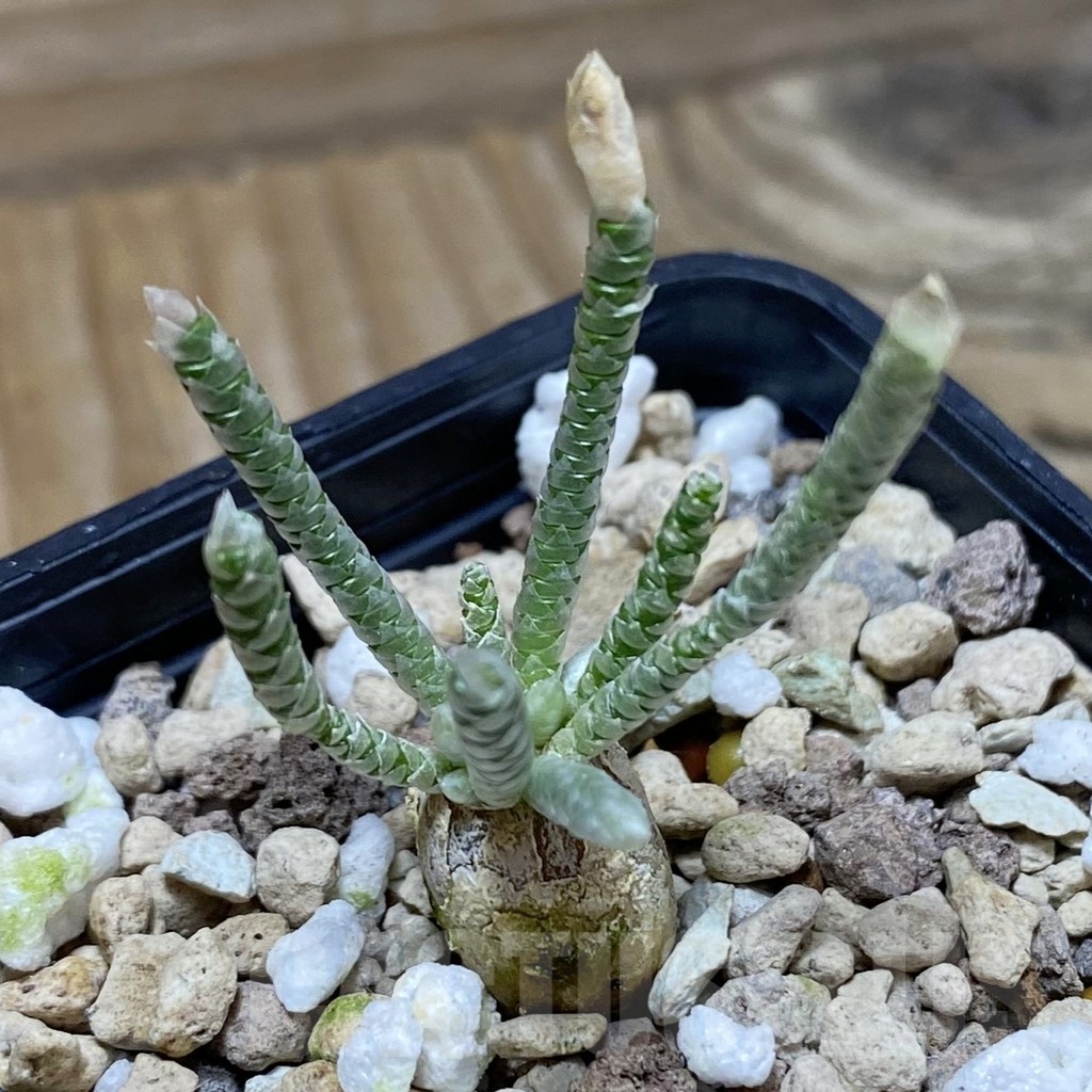 SH22192 Avonia quinaria, pink flower