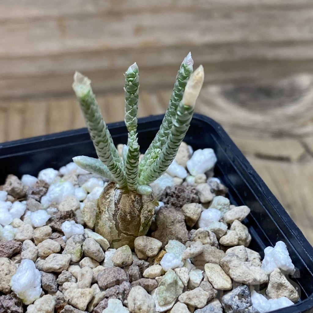 SH22192 Avonia quinaria, pink flower - 画像 (2)