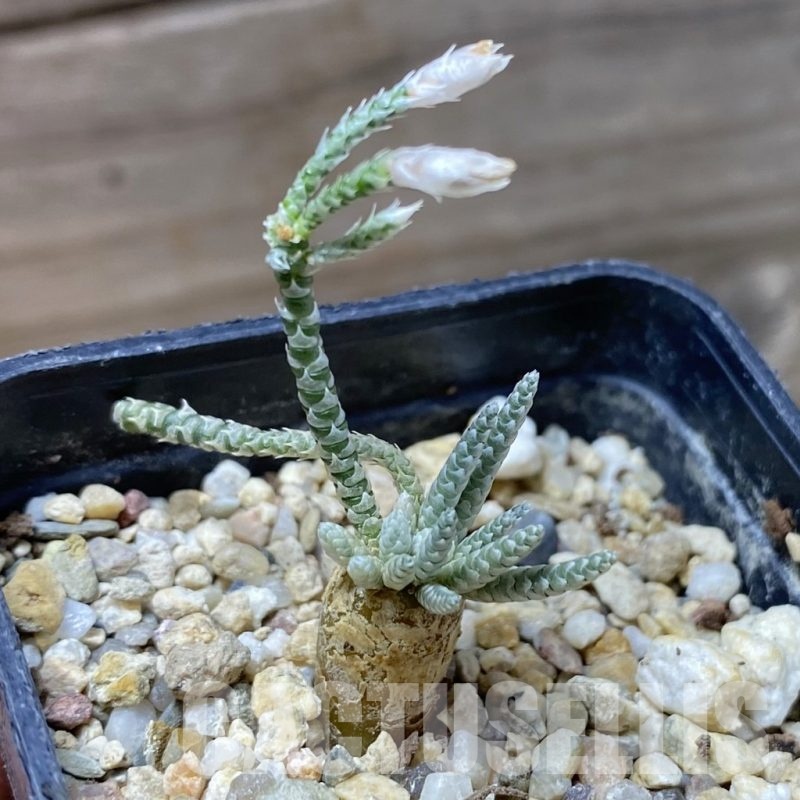 SH22193 Avonia alstonii, white flower