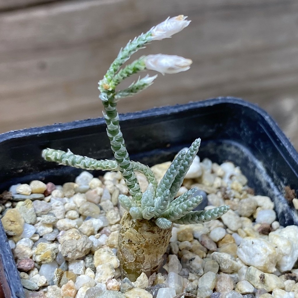 SH22193 Avonia alstonii, white flower