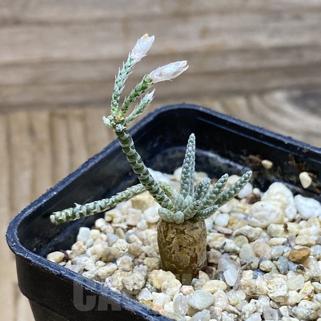 SH22193 Avonia alstonii, white flower - Image 2