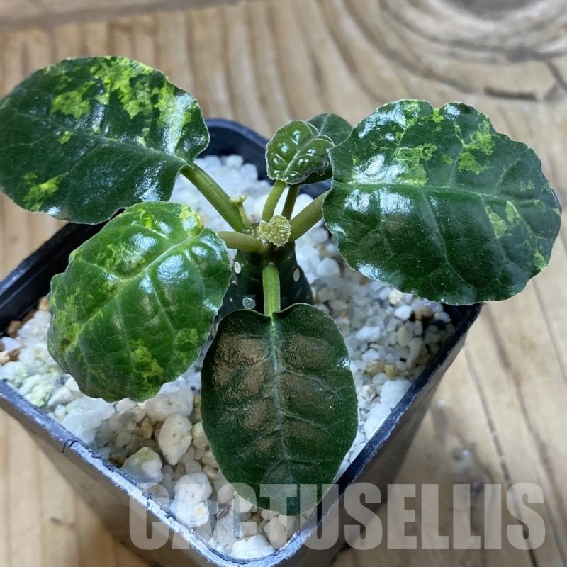 SH22194 Dorstenia foetida f. variegata