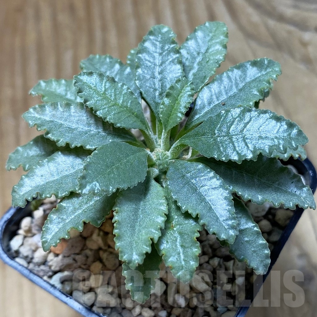SH22195 Dorstenia lavrani