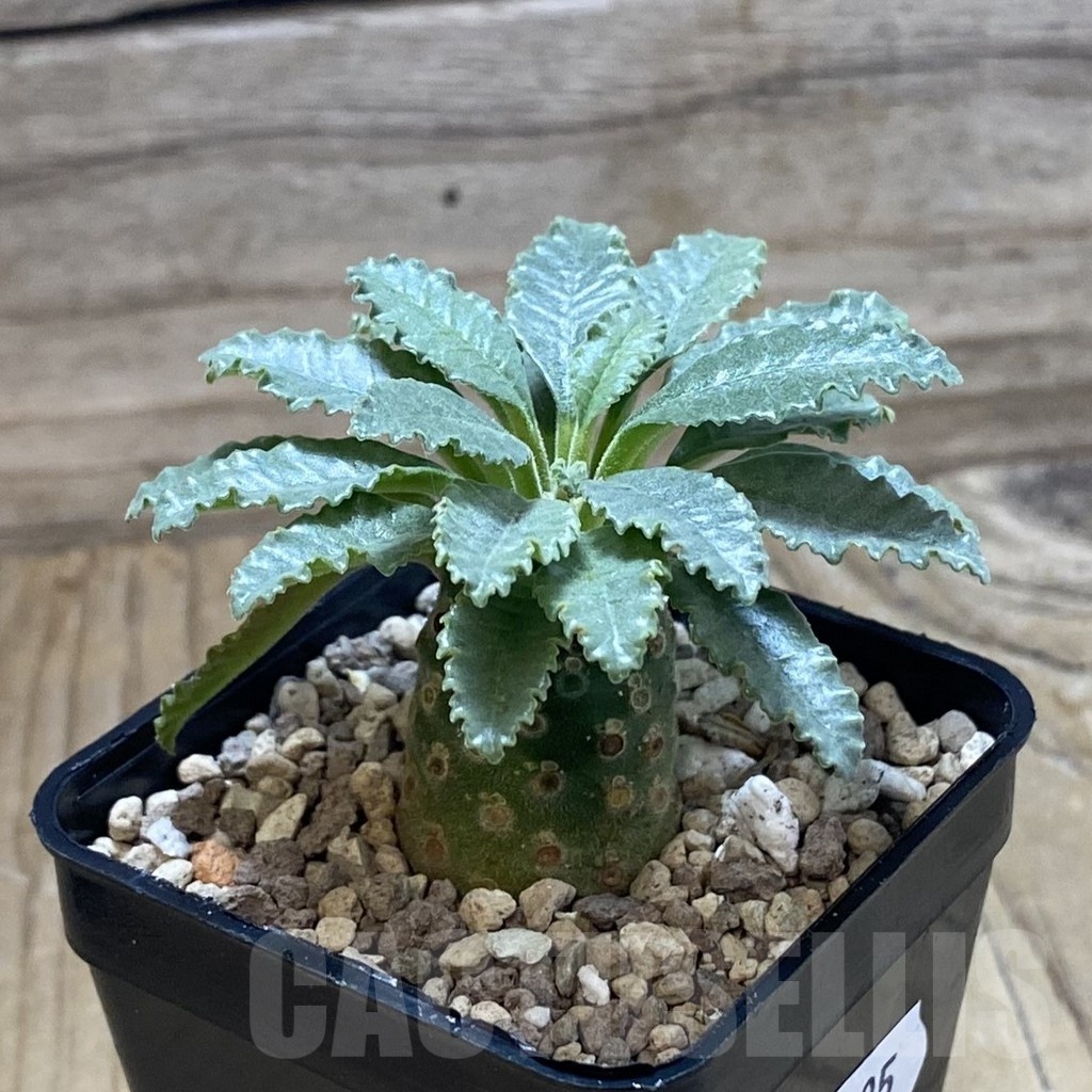 SH22195 Dorstenia lavrani - 画像 (2)