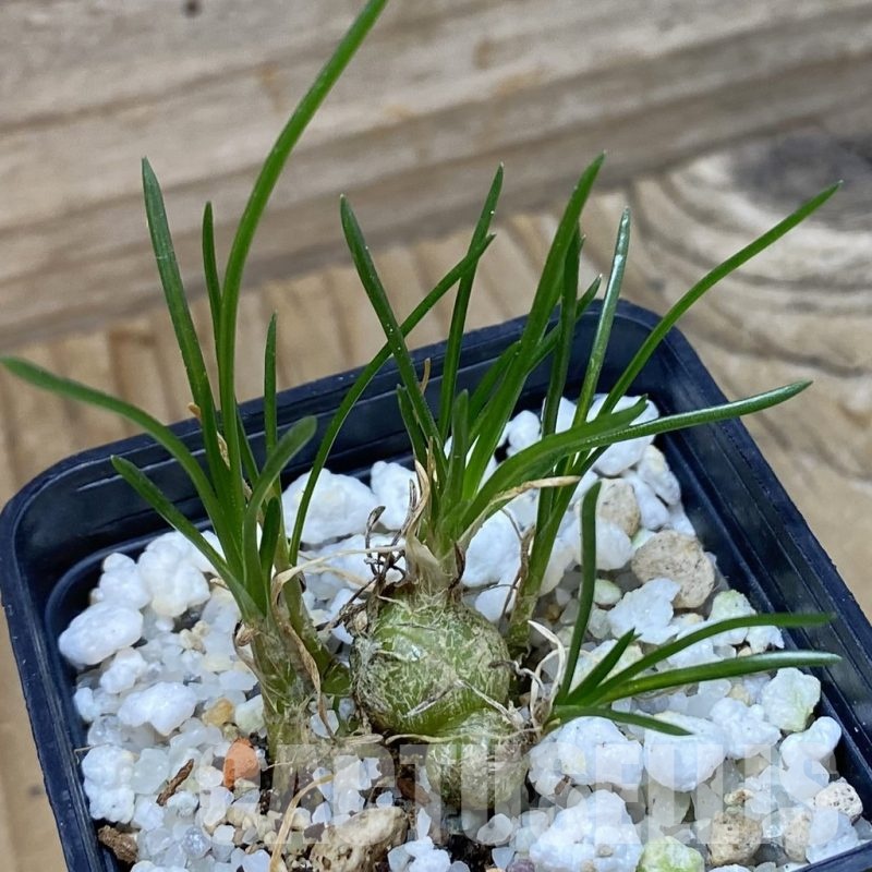 SH22196 Ornithogalum lithopsoides