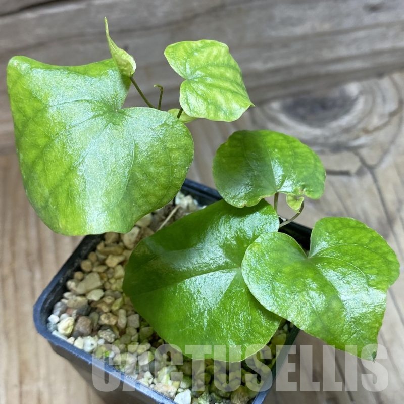SH22197 Dioscorea elephantipes 2 plants, seedling