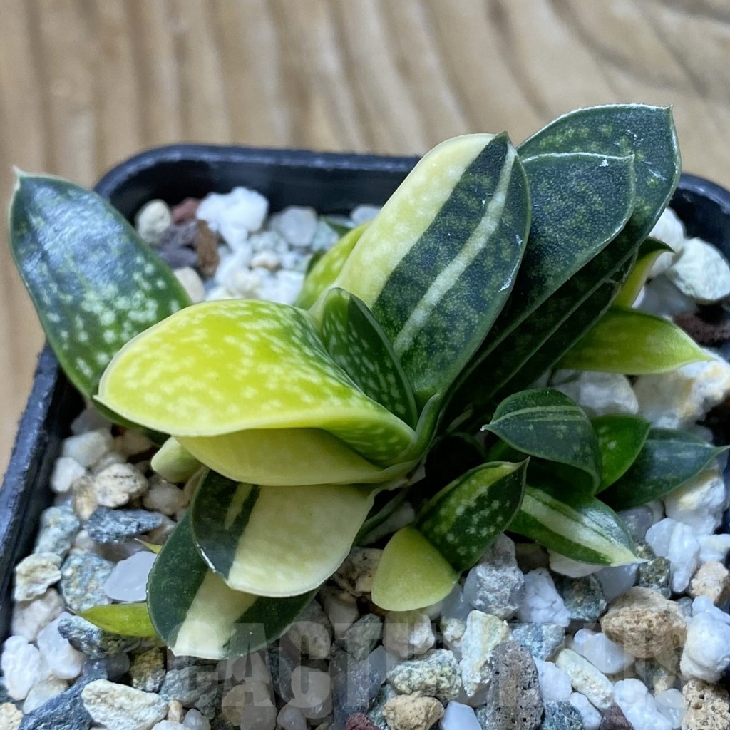 SH22265 Gasteria minima f. variegata