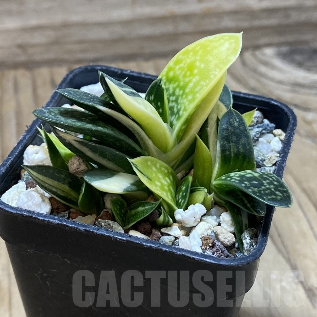 SH22265 Gasteria minima f. variegata - Image 2