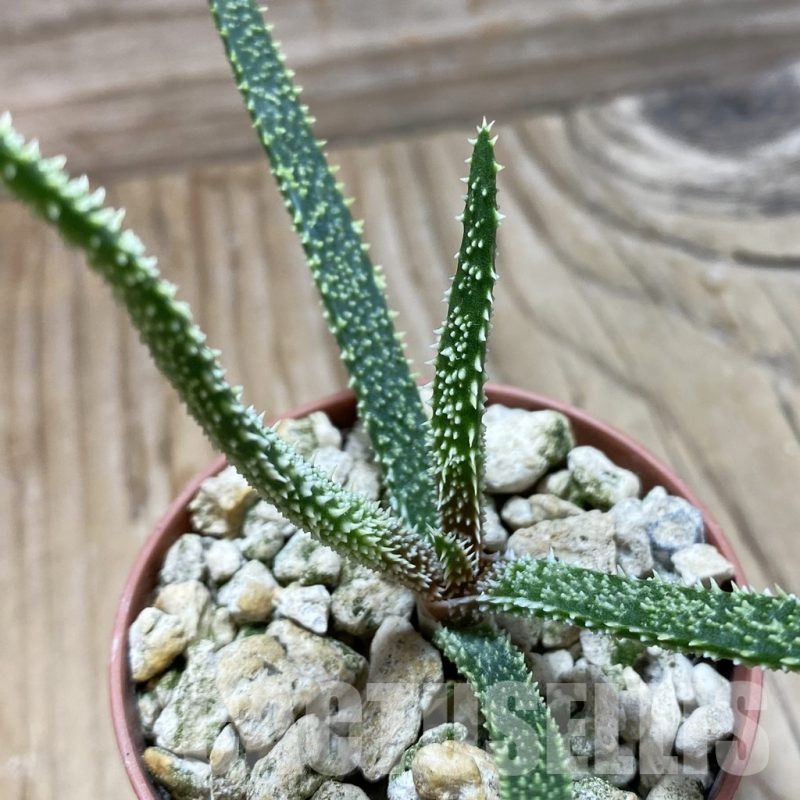 SH22267 Aloe delicatifolia