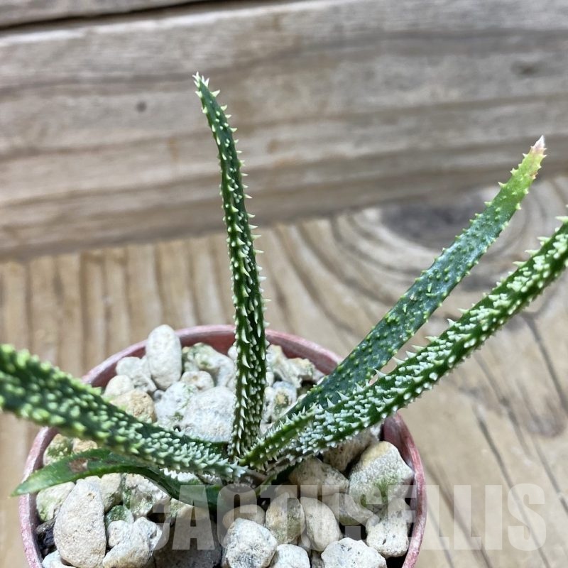 SH22268 Aloe delicatifolia