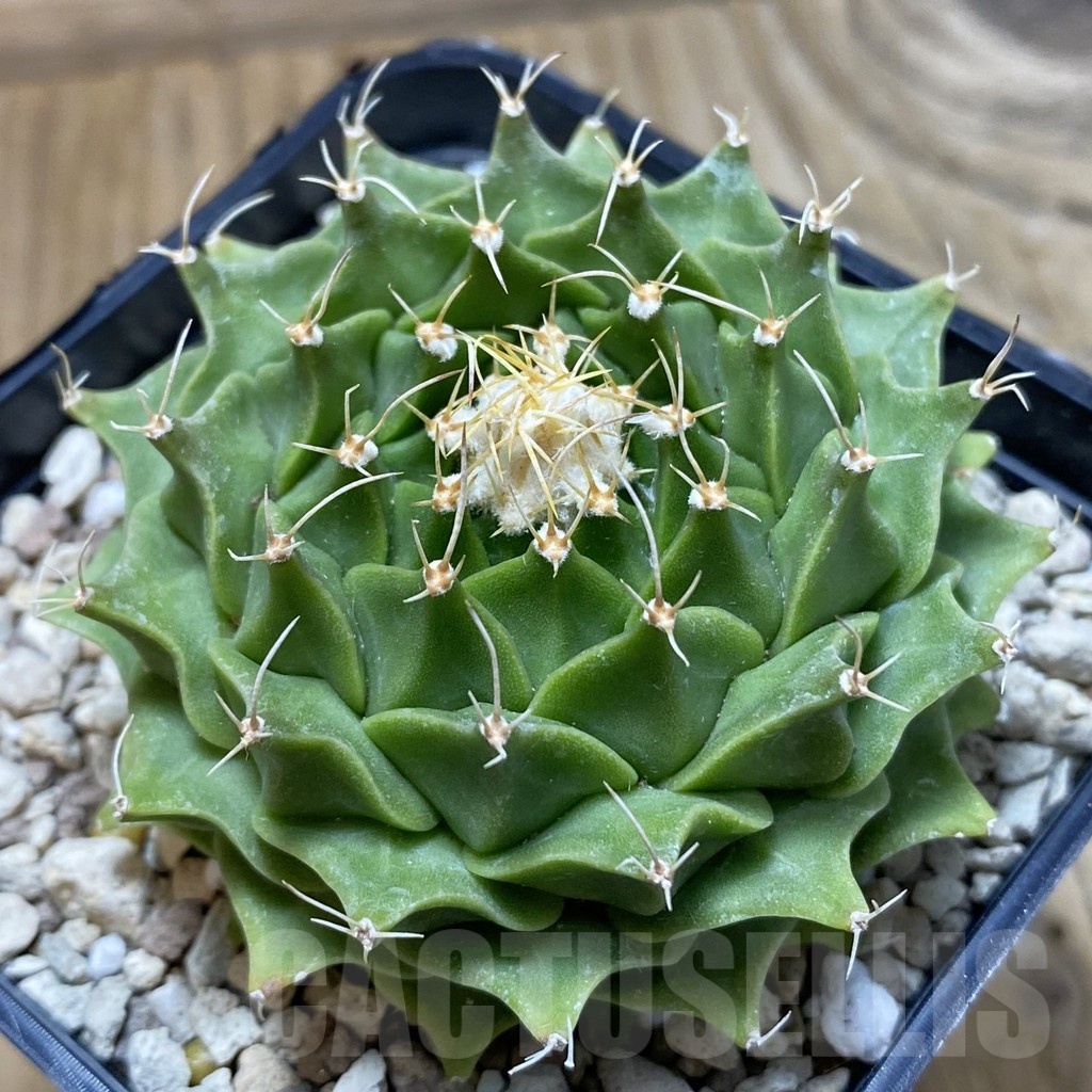 SH22271 Obregonia denegrii