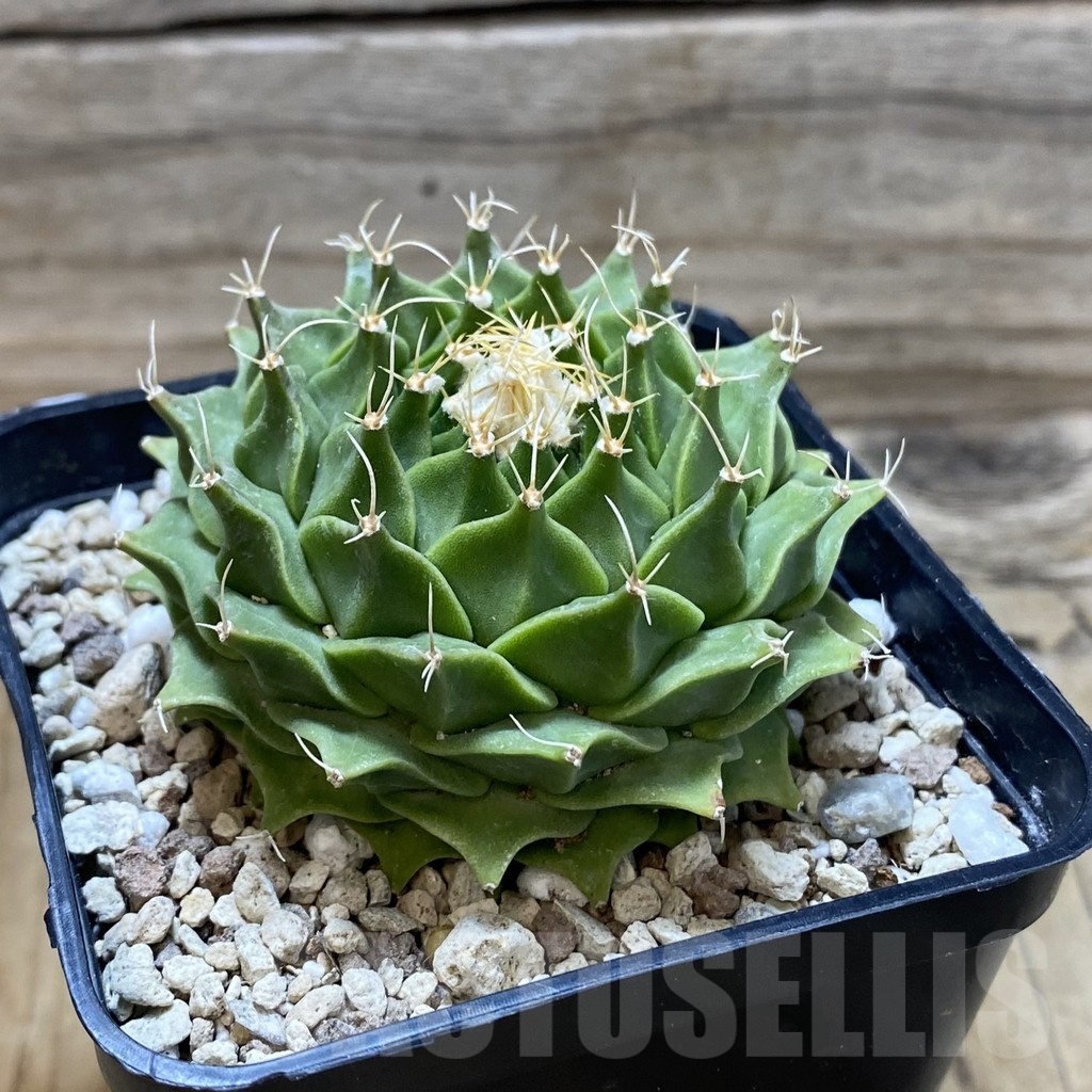 SH22271 Obregonia denegrii - Image 2