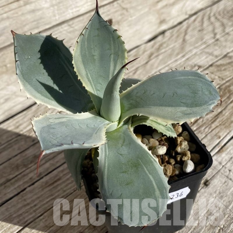 SH22236 Agave potatorum f. variegata
