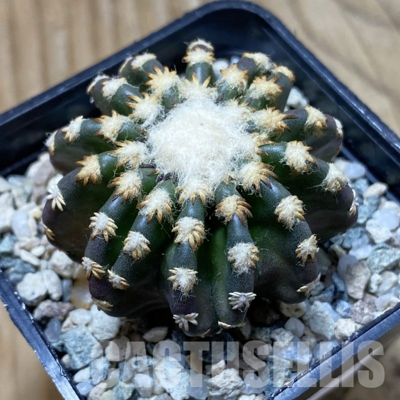 SH22276 Discocactus horstii