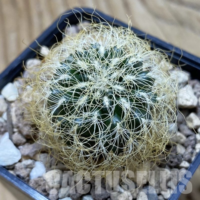 SH22278 Sulcorebutia patriciae
