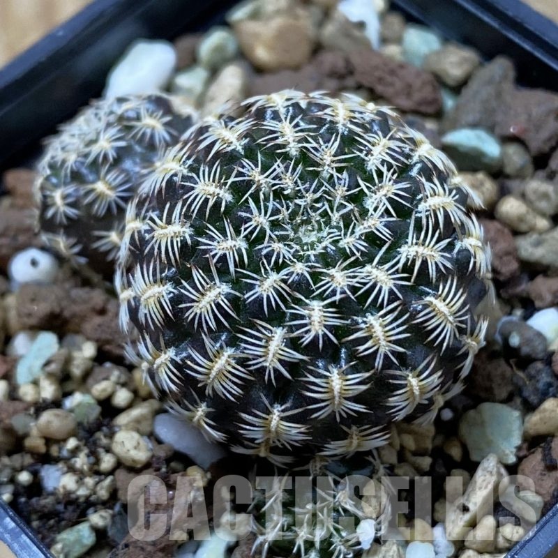 SH22279 Sulcorebutia augustinii LH 1721