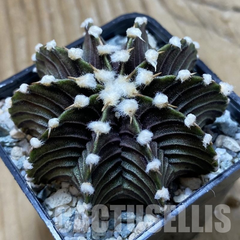 SH22281 Gymnocalycium friedrichii VOS1241