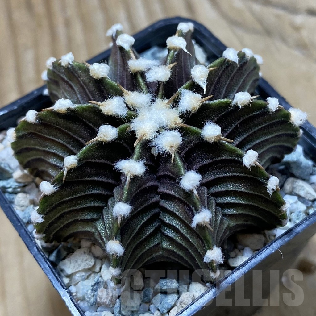 SH22281 Gymnocalycium friedrichii VOS1241