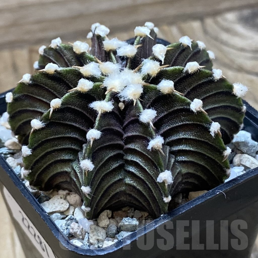 SH22281 Gymnocalycium friedrichii VOS1241 - immagine 2