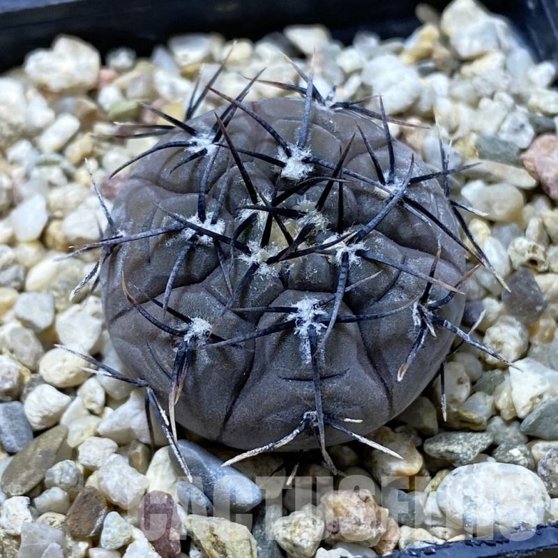SH22282 Gymnocalycium esperanzae VG1306