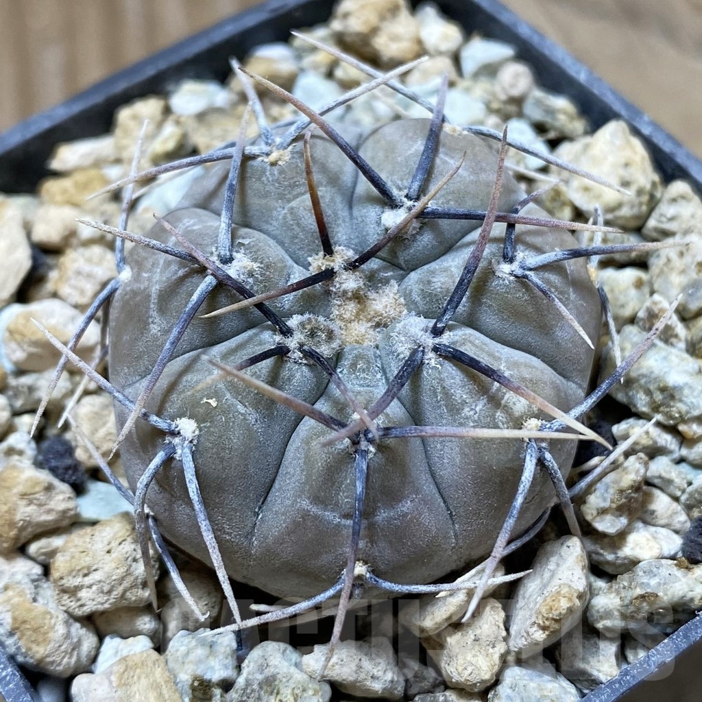 SH22283 Gymnocalycium aff. berchtii
