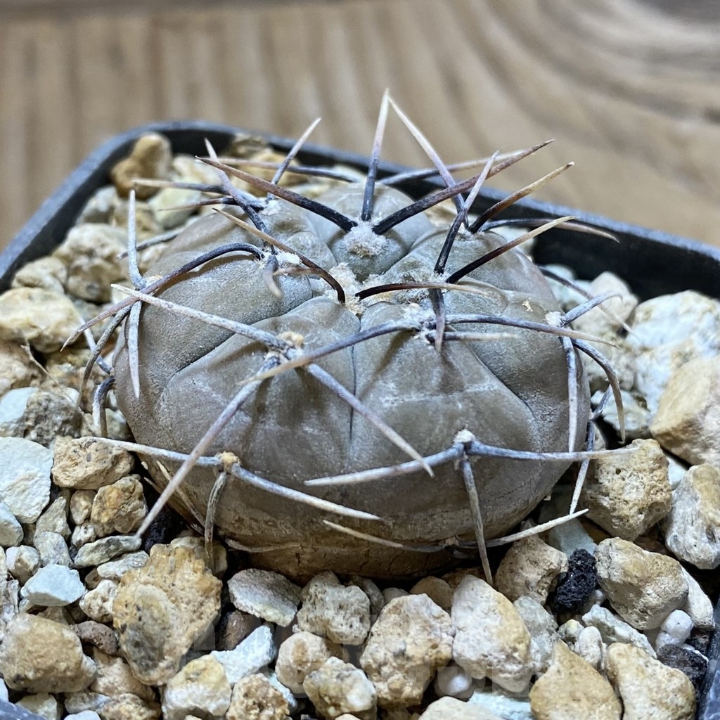 SH22283 Gymnocalycium aff. berchtii - immagine 2
