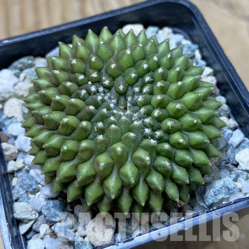 SH22284 Gymnocalycium mihanovichii ‘inermis’