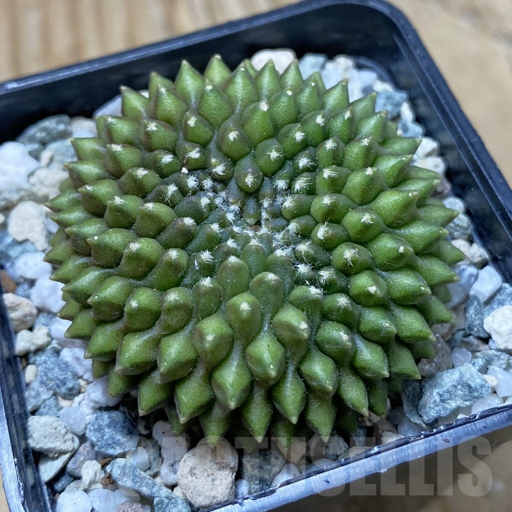 SH22284 Gymnocalycium mihanovichii ‘inermis’