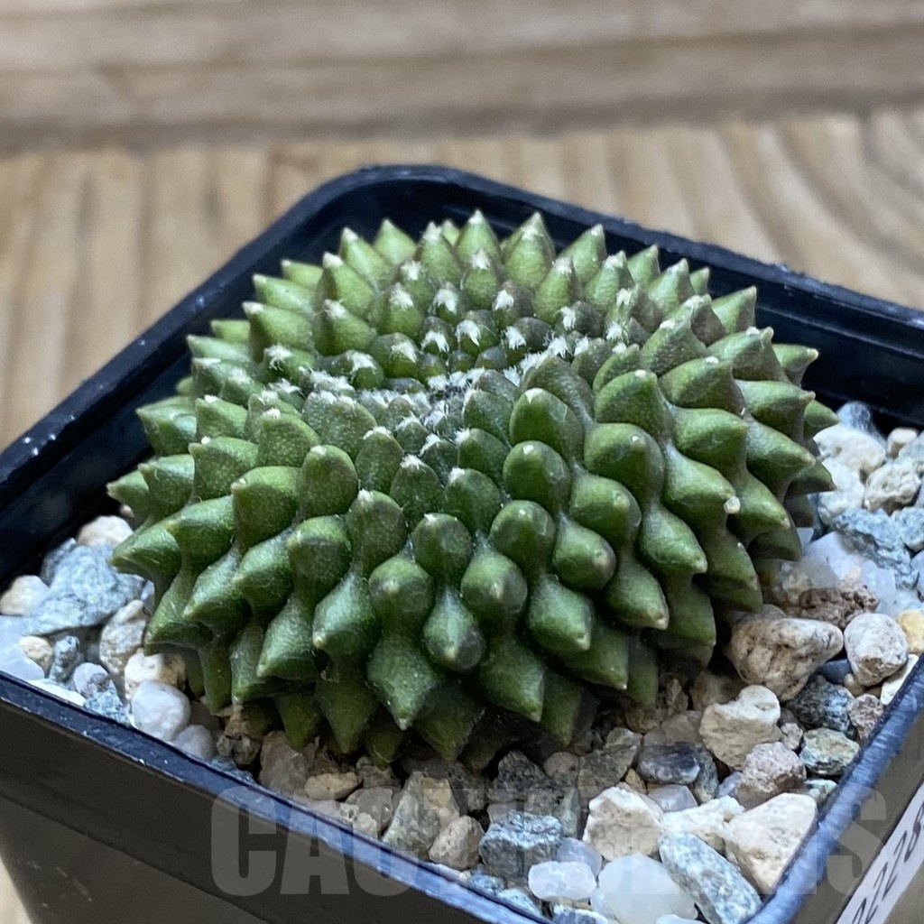 SH22284 Gymnocalycium mihanovichii ‘inermis’ - immagine 2