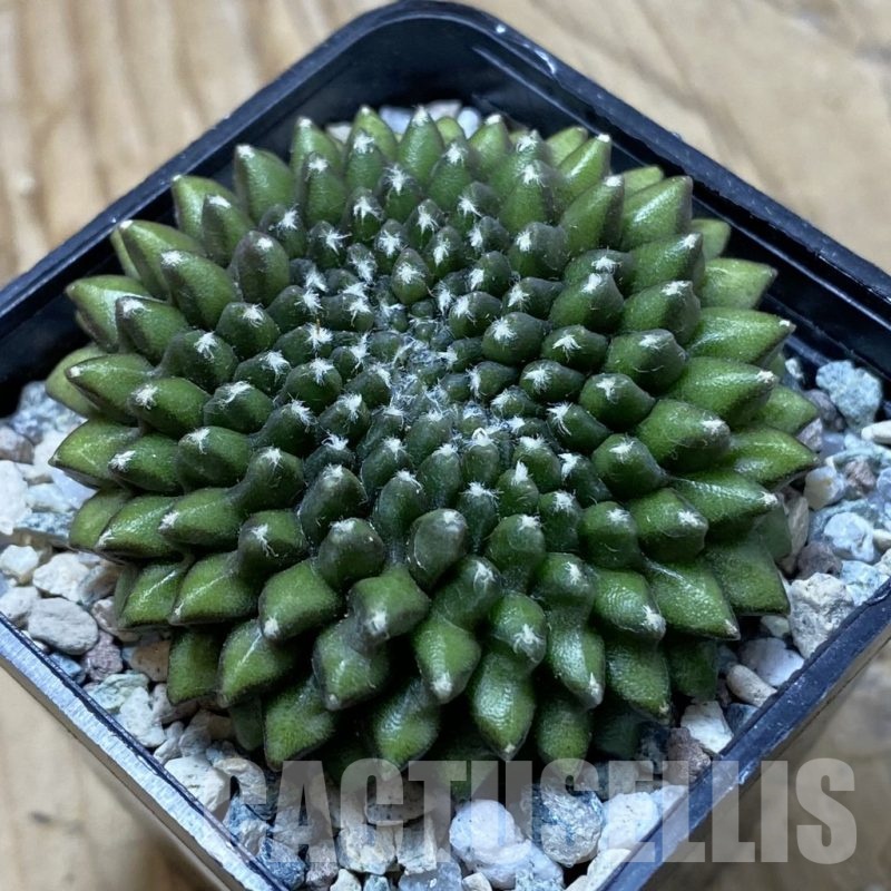 SH22285 Gymnocalycium mihanovichii ‘inermis’